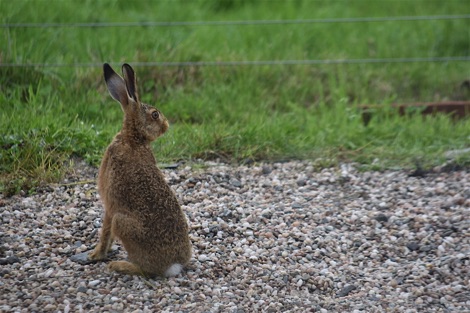 Brown hare